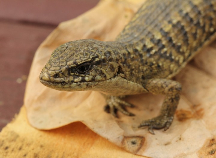 Alligator Lizard